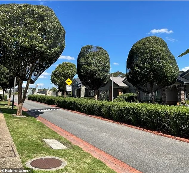 The property's operators covered the tall trees with giant plastic wrap (pictured) in December in an attempt to keep the birds away and stop the noise