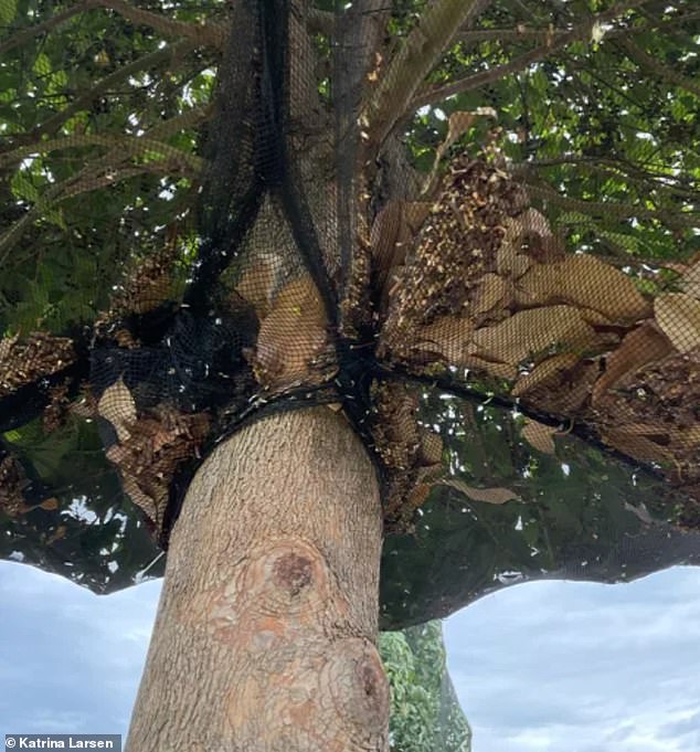 The black nets were stretched over the trees in December and not taken down until the end of February.  The hot months caused the leaves to die and then collect at the bottom of the nets