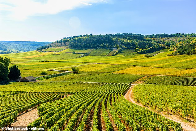 Wine is confusing.  And one of the reasons is that many countries and regions produce wine with labels that don't tell you what type of wine is actually in the bottle.