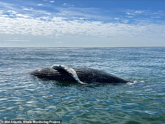 The young male, between the ages of four and 10, was spotted about three miles off the coast of Virginia Beach