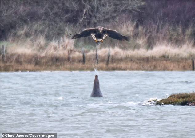 Birdwatcher Clare Jacobs managed to capture the rare encounter in Newtown harbor on the Isle of Wight