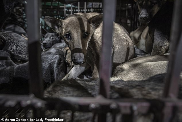 Harrowing video from non-profit organization Lady Freethinker has exposed the shocking practices in Vietnam's dog meat markets