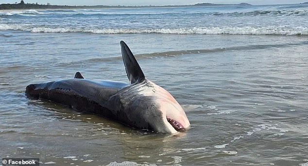 A four-metre white shark has shocked locals after washing up at a popular surfing spot, Kingscliff Beach, in northern NSW on Monday morning (pictured)