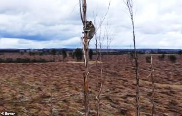 Miles of unwanted blue gums are cleared on Kangaroo Island, with hundreds of koalas perched high in their canopies