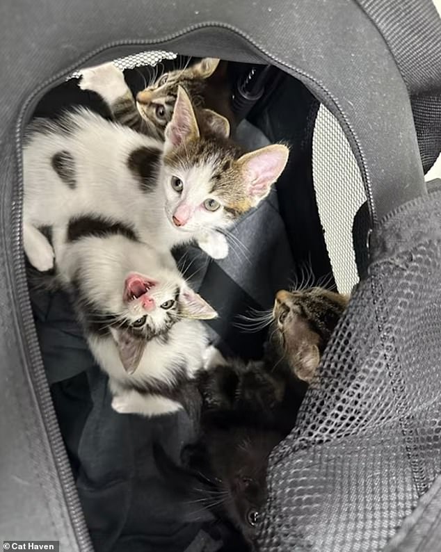 A litter of kittens, stuffed into a bag, were left on the beach with a sign reading 'free kittens', causing an uproar over their inhumane treatment