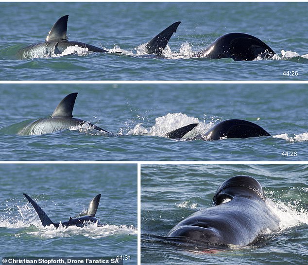 For the first time, a killer whale has been seen individually killing and eating a great white shark – in just two minutes