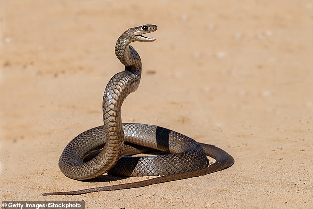 A North Queensland man died on Tuesday after a suspected bite from an eastern brown snake (pictured).