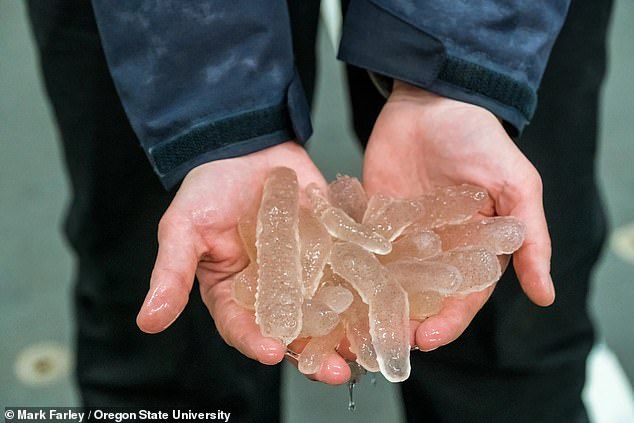 Pyrosomes are a gelatinous, blob-like creature that resembles a pink tube with stiff bumps covering the body