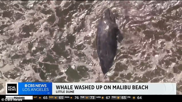 A 13,000-pound gray whale washed up on a Malibu beach at Little Dume Beach this weekend