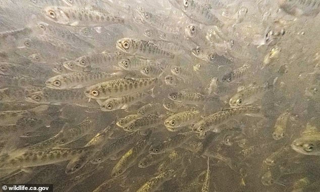 Nearly 800,000 baby salmon died last week after being released into California's Klamath River.  Chinook Salmon is known as the largest salmon species and is 'sustainably managed and responsibly harvested under US regulations'