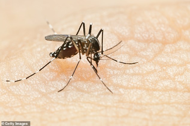 Researchers warned that climate change could lead to an influx of mosquito- and tick-borne diseases such as Lyme disease, Zika, dengue and malaria