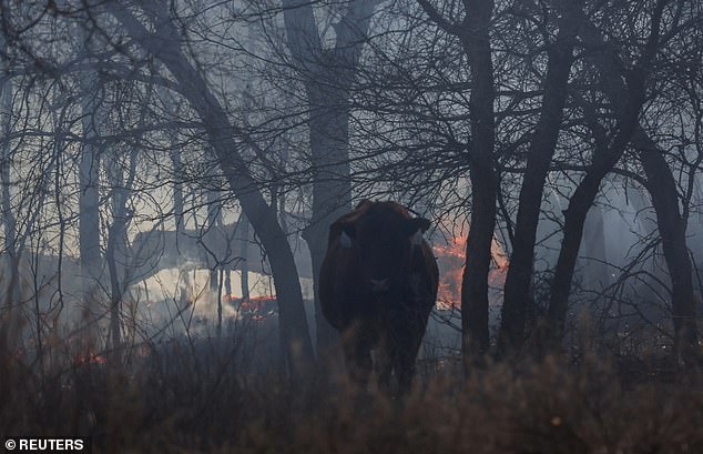 The devastation caused by the Texas wildfires has killed more than 7,000 cows, not including those that were euthanized due to their serious injuries