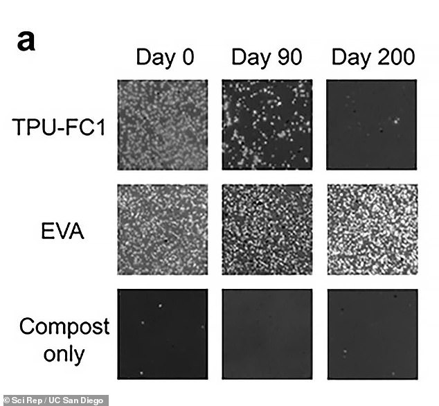 Researchers revealed that 97 percent of plant-based polymers called TPU-FC1 biodegraded after 200 days – compared to EVA, which is petroleum-based plastics