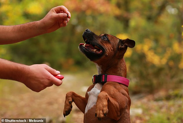 Dogs' ability to take on a particular role was historically based on their breed, training level and human dependence