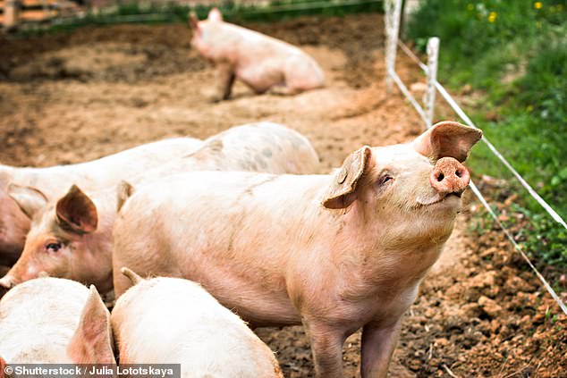 Health officials believed the toddler had picked up the parasitic worm from a pig kept on her family's farm