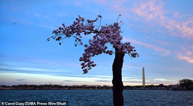 A gnarled old Washington DC cherry tree, affectionately called Stumpy, is being torn down after becoming a social media phenomenon in recent years