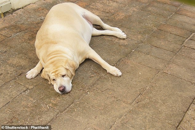 With their friendly and outgoing nature, it's no surprise that Labradors are some of the most popular dog breeds in the world.  But Labradors are known to pack on the pounds - and now scientists think they know why (stock image)