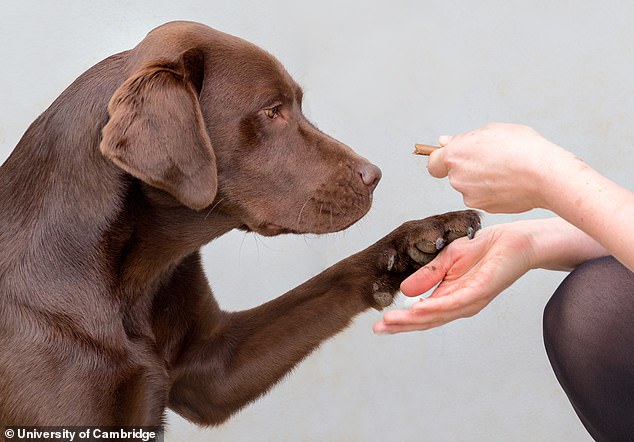 The new study found that the mutation changes the way dogs behave with food.  They no longer need to eat to feel full, but they feel hungry between meals, the researchers discovered