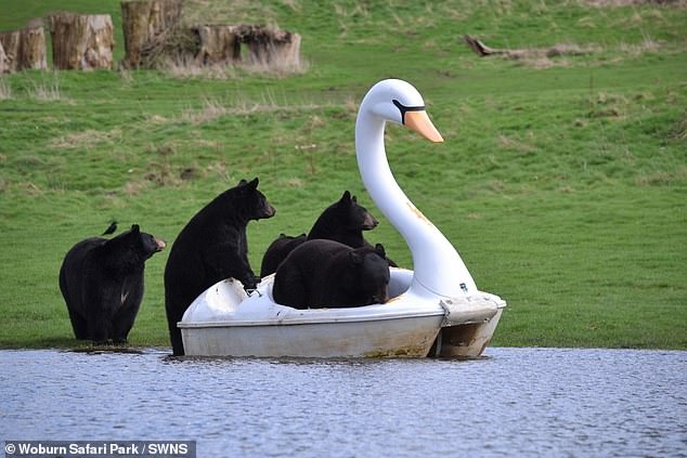 The bears were spotted climbing into a swan-shaped pedal boat at Woburn Safari Park in Bedfordshire