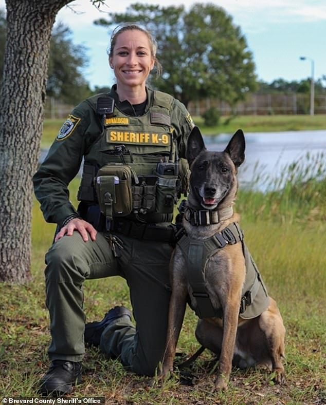 A K9 partner named Zeppelin was helping his partner Brevard County Deputy Lauren Donaldson with a misdemeanor arrest on a causeway east of Orlando along the Atlantic Coast when the dog suddenly jumped over the railing