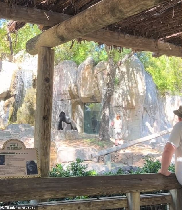 Frightened zoo visitors watched in horror as zoo staff calmly made their way to safety after the gorilla charged towards them