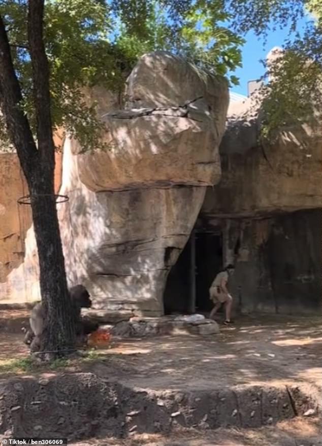 A female zoo keeper at the Fort Worth Zoo is on the run from a male silverback gorilla that attacked her after she entered his indoor enclosure in October