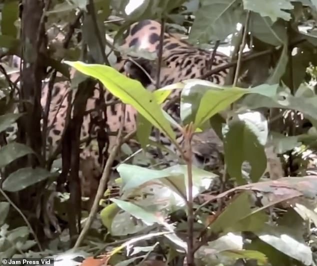 It suddenly became clear that a leopard was watching the group