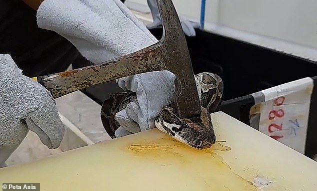 Workers placed the python's head on a table and hit it repeatedly with a hammer, a shocking method that experts said might not even knock them out