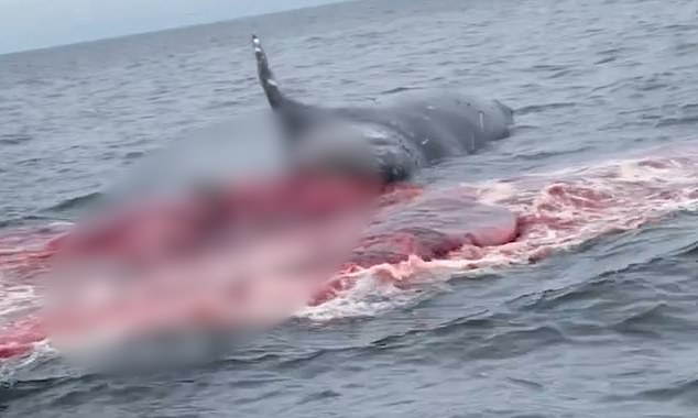 A gruesome video taken by boaters in California last year showed a whale's intestines spilling out after it exploded