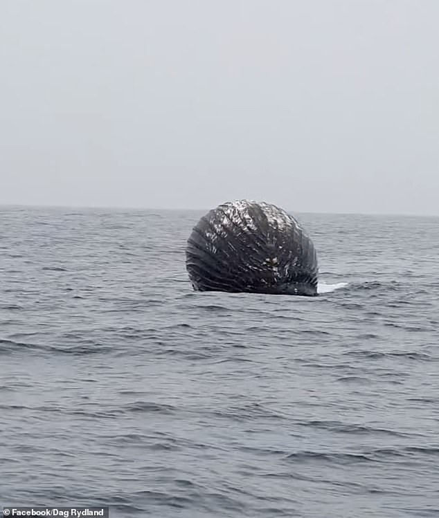 The Norwegian crew was about half a mile away when they saw a huge sphere bobbing on the water