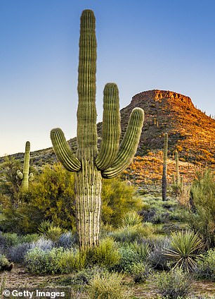 Arizona's desert city of Scottsdale is home to the second-fastest growing population of millionaires in the US, report finds