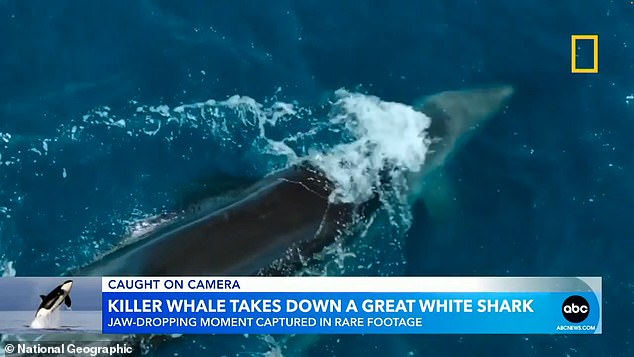 The footage, captured by National Geographic as part of its 'Queens' series, shows a 60-year-old grandmotherly orca named Sophie crashing into a great white shark.