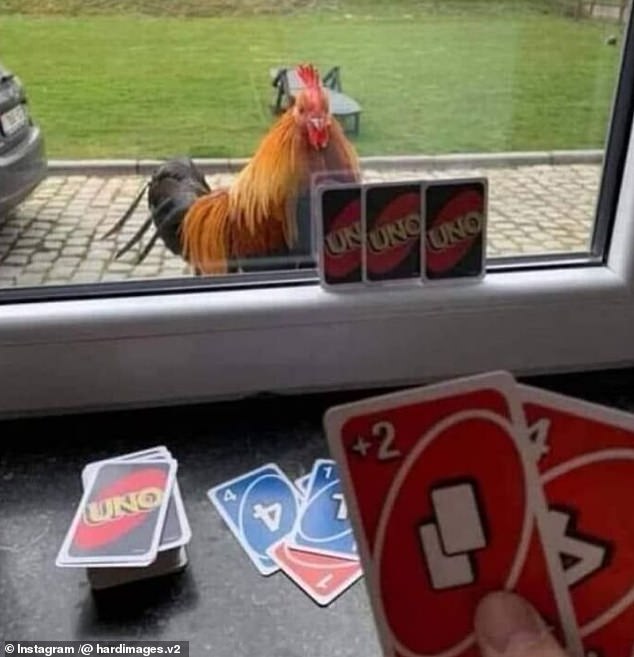 Are you clucking at me?  It looks like this person in Reading, Ohio, was bored and had no one to play Uno with, so he played a game with his chicken