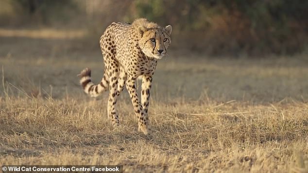 The very first Australian-born cheetah has been released into the wild and the heartwarming moment of freedom was captured on video