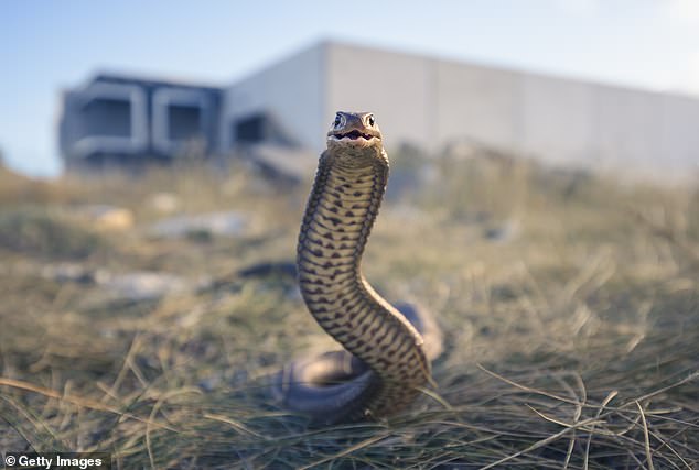 Mr Brookes died on Tuesday after a suspected bite from an eastern brown snake (pictured).