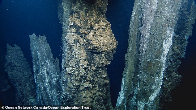 This photo shows the seafloor in the Endeavor segment of the Juan de Fuca Ridge, the location of the recent 'swarm' of earthquakes