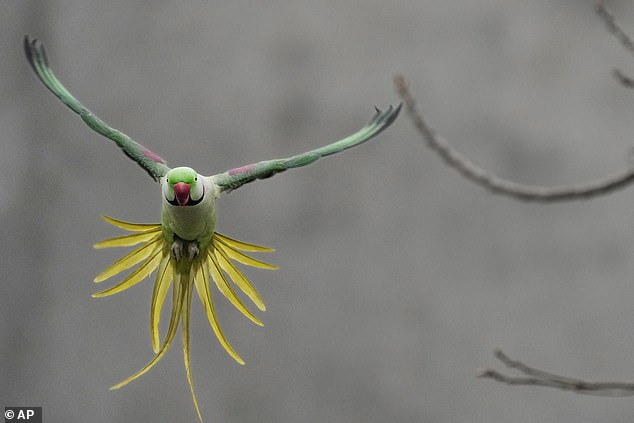 Officials from the World Health Organization (WHO) have issued an urgent warning about an 'unusual' rise in the number of people developing psittacosis in Germany, the Netherlands, Austria, Denmark and Sweden.  The flu-like illness, nicknamed parrot fever, is caused by a type of chlamydia common in birds.  In Britain, parakeets, the only wild parrot species in Britain and a popular pet, could pose a particular threat due to their large numbers across the country.