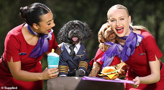 Paw-fect flight buddies?  Virgin Australia wants pet owners to be able to bring their furry buddies on board