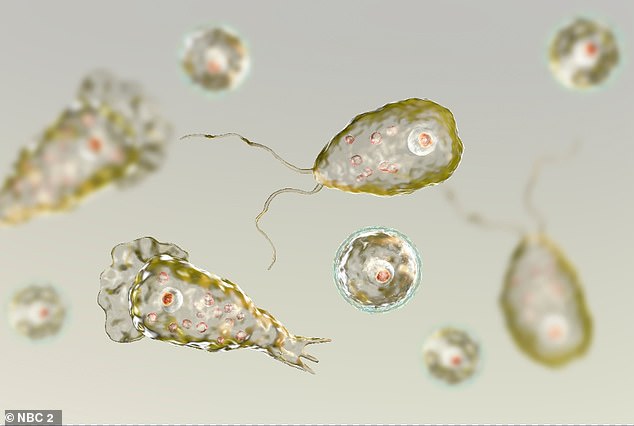 The brain-eating parasite (photo) occurs worldwide in fresh water, but is only fatal to humans when it lives in warmer waters of 25 to 30 degrees.