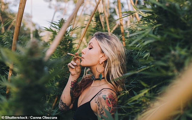 Government officials in NSW are considering the implications of legalizing cannabis as the push to decriminalize use of the drug continues to grow in Australia's largest state (photo stock image)