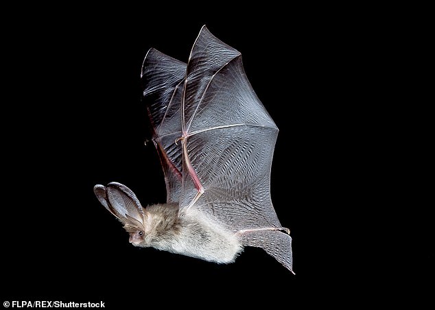 Humanity passes on more viruses to animals than we contract from them, say researchers at University College London.  Experts said “people are both a source and a sink” for viral health crises.  Pictured is a brown long-eared bat in Sussex