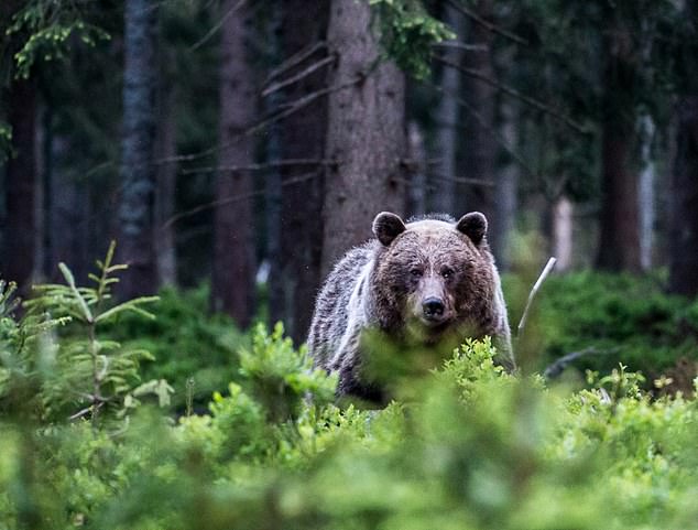 A brown bear in a forest in Slovakia.  Researchers estimate that there are about 1,275 bears in Slovakia (stock image)