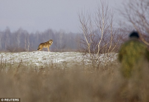 Although radiation levels in the region are still considered too high for humans to return, animals such as wolves (pictured) have moved back to the area and are thriving. 