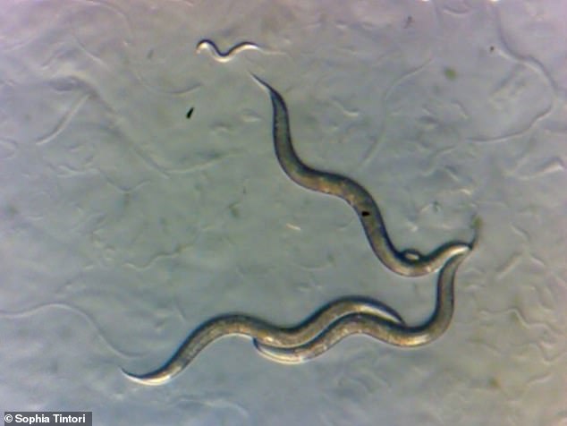 Worms living near Chernboyl have developed a new 'superpower': they appear to be immune to radiation