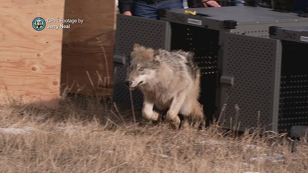 A new map released by Colorado officials shows the movements of 12 gray wolves across the state — two of which range very close to the Wyoming border