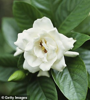 Gardenia