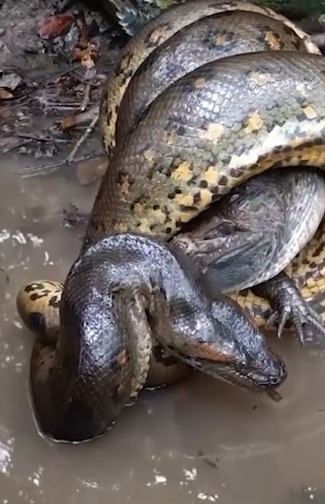 The anaconda wraps itself tightly around the caiman and a groaning sound is heard as the animal struggles to escape
