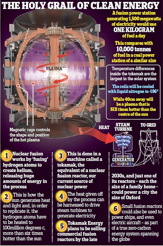 The holy grail of clean energy: Pictured is how a reactor works, based on one developed by Tokamak Energy, based in Milton, Oxfordshire