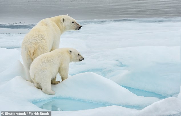 The Arctic has a thriving undersea ecosystem – and polar bears (above) at the top