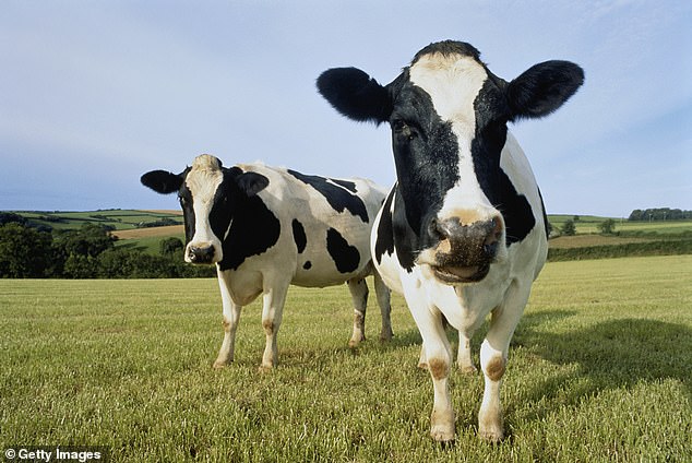 Experts fear infections in cattle and other mammals could increase the risk of the virus adapting to spread among humans (stock image)
